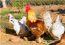 家禽产业链逐渐复苏 鸡肉价有望回暖