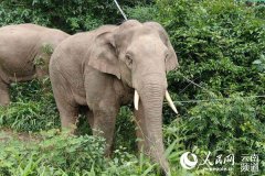 短鼻家族象群进入云南景谷当地加强监测