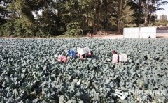 丹山黑水丝路小城果蔬香