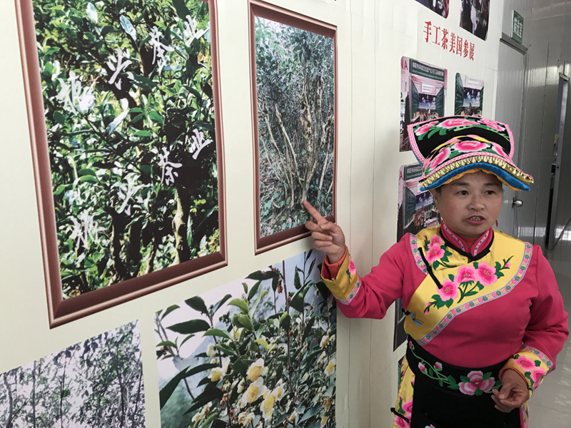 北川唐家山村：羌族古茶背后的致富密码