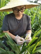 南京农大教授用大数据预测迁飞害虫严防死守应对物种入侵