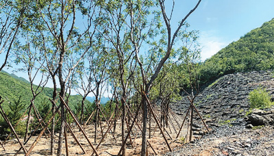 京西挖煤人，变身植绿人