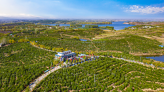 我国油茶种植面积达6800万亩总产值超千亿