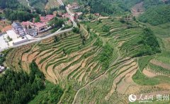 贵州大方：“筑巢酿蜜”酿出“沁口”甜蜜事