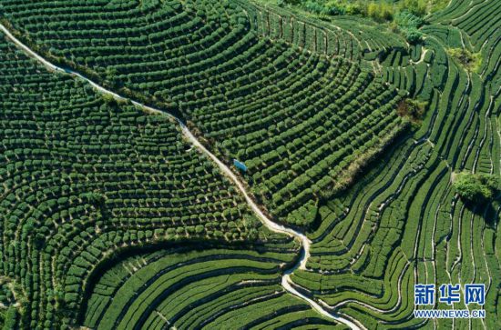 “秃头山”里种出“生态茶”