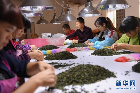 “秃头山”里种出“生态茶”