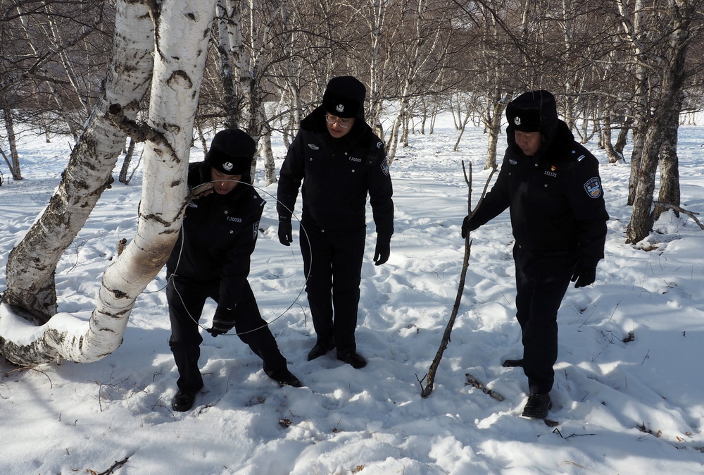 内蒙古黄岗梁国家森林公园野生马鹿增长到3400多只