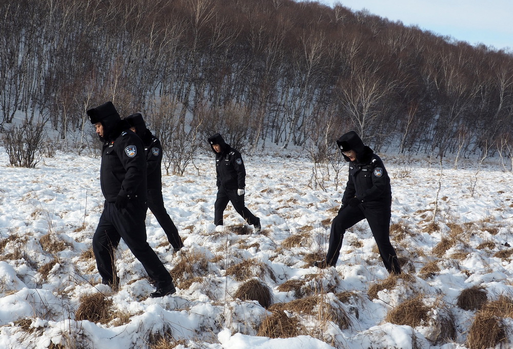 内蒙古黄岗梁国家森林公园野生马鹿增长到3400多只