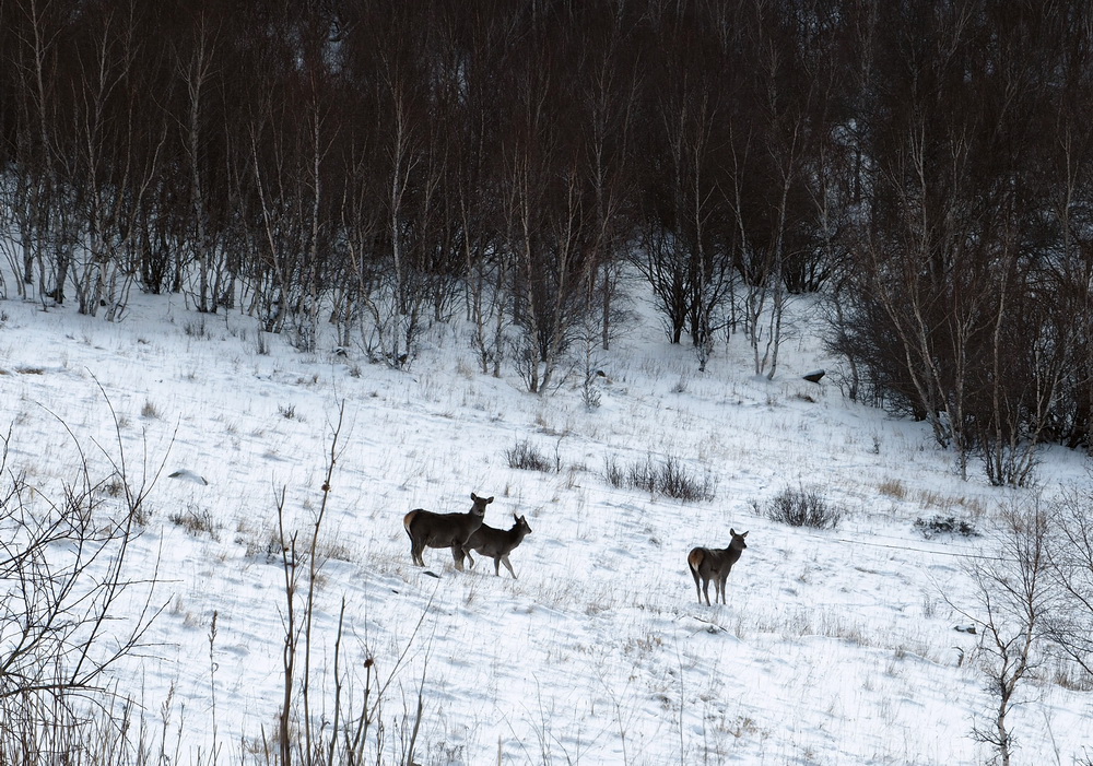 内蒙古黄岗梁国家森林公园野生马鹿增长到3400多只