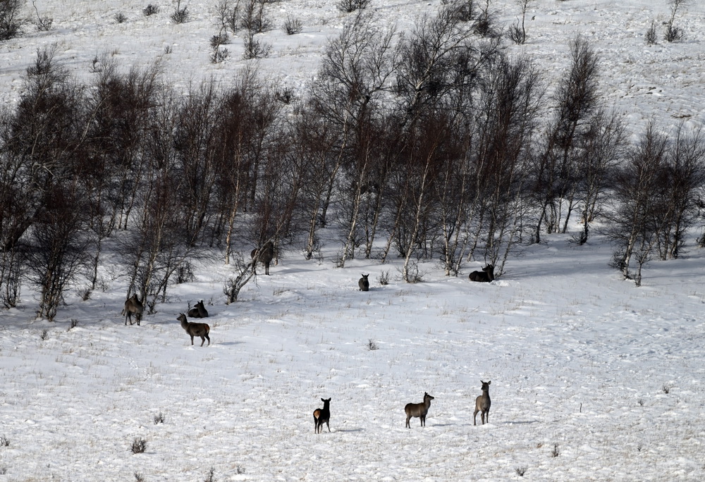 内蒙古黄岗梁国家森林公园野生马鹿增长到3400多只