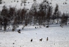 内蒙古黄岗梁国家森林公园野生马鹿增长到3400多只