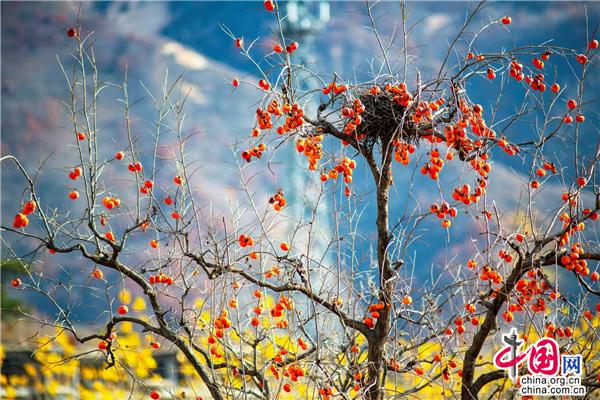 河北兴隆：小柿子映红“致富路”（组图）