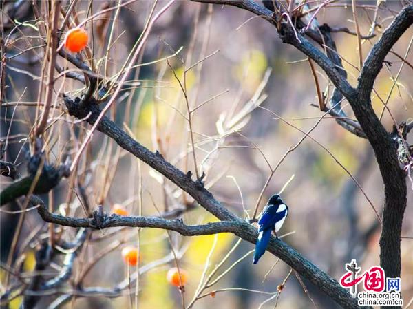 河北兴隆：小柿子映红“致富路”（组图）