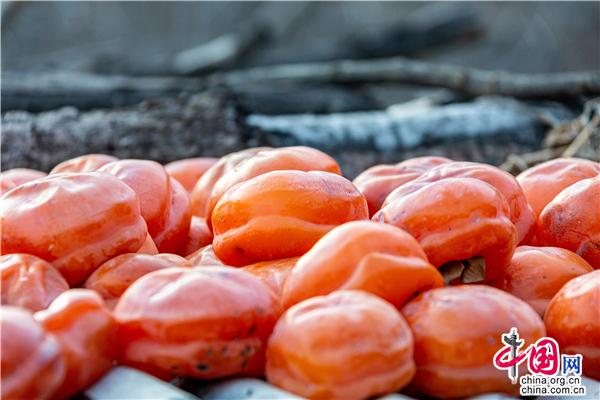 河北兴隆：小柿子映红“致富路”（组图）