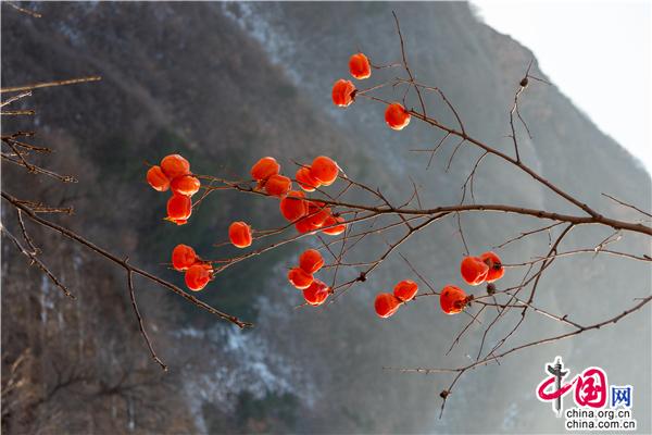 河北兴隆：小柿子映红“致富路”（组图）