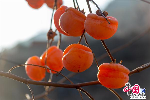 河北兴隆：小柿子映红“致富路”（组图）