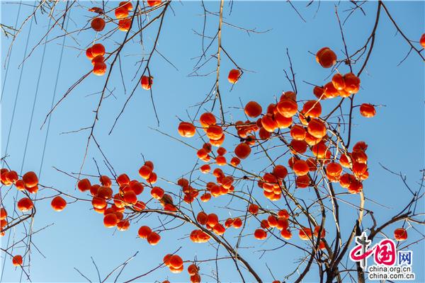 河北兴隆：小柿子映红“致富路”（组图）