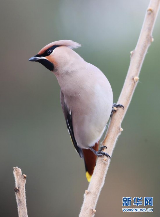 河北张家口:“精灵”翔集舞寒冬