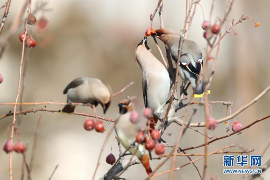 河北张家口:“精灵”翔集舞寒冬