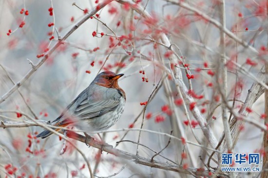 河北张家口:“精灵”翔集舞寒冬