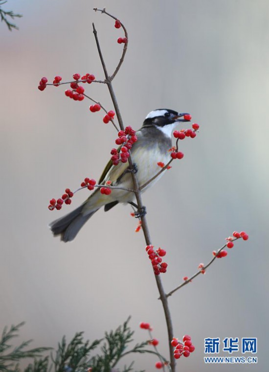 河北张家口:“精灵”翔集舞寒冬