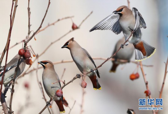 河北张家口:“精灵”翔集舞寒冬