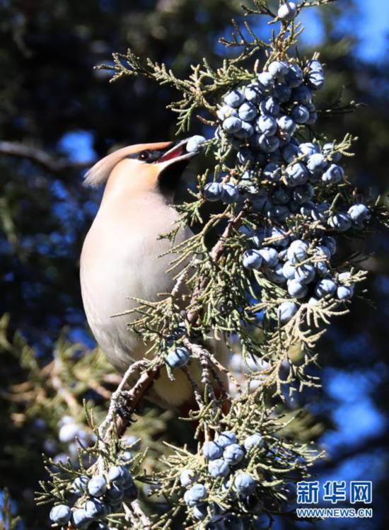 河北张家口:“精灵”翔集舞寒冬