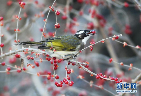 河北张家口:“精灵”翔集舞寒冬