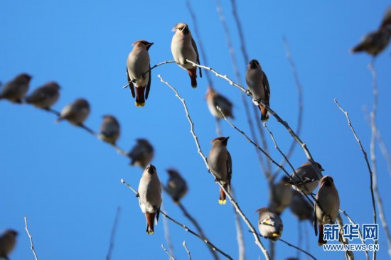 河北张家口:“精灵”翔集舞寒冬