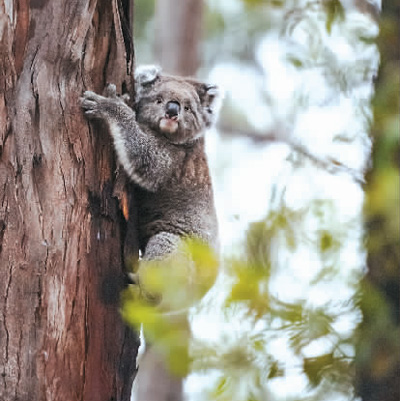 火灾幸存考拉返自然