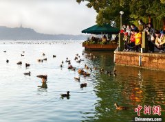 杭州西湖边游客任意投喂导致鸳鸯聚集 或致野性减退