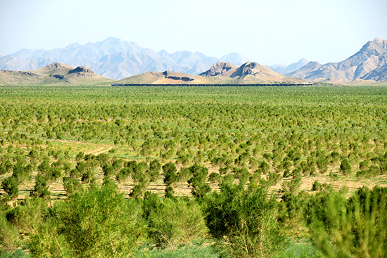 国家林草局:“十三五”期间完成防沙治沙任务超千万公顷