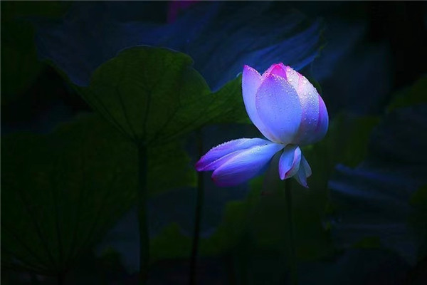 七里坪:群山抱明珠 山水画卷打造禅意盛境