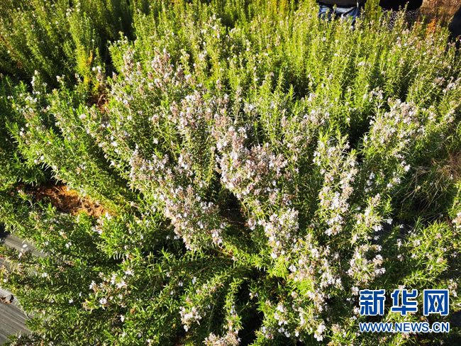 河南淅川：在绿水青山中走向生态富民路