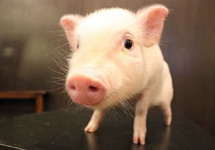 大商所披露生猪期货合约挂盘基准价