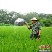 中国科学家成功鉴定水稻氮高效基因 助力农业绿色发展