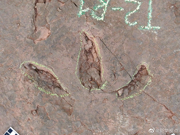福建首次发现恐龙存在的证据