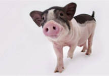 猪企2020|探索多种养殖模式，谨慎观望生猪期货