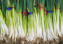 化解“葱击波”，听听产区怎么说