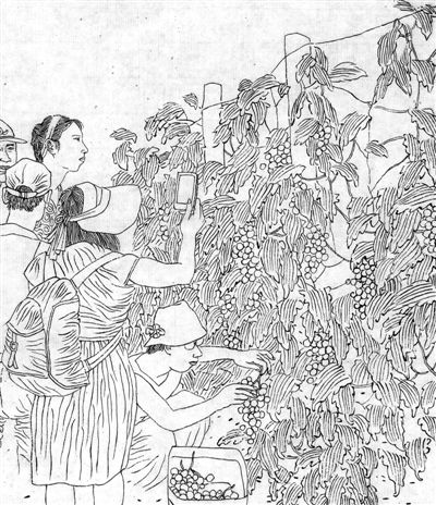 山葡萄酿出甜日子（脱贫故事绘·心声篇）