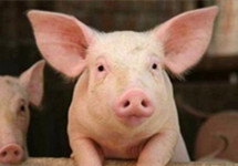 生猪养殖进入高门槛阶段 头部企业站风口