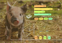 大厂“养猪”：利润诱惑还是AI场景落地？