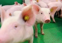 上市猪企扩产 上演“小猪快跑”