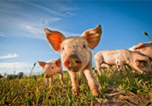 盘点跨界养猪：风口上的猪能飞多久？