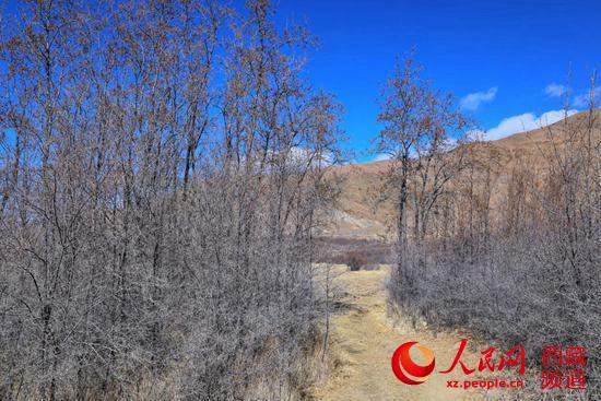 半个世纪征程 西藏隆子县筑起一条“绿色长城”