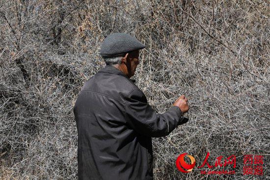 半个世纪征程 西藏隆子县筑起一条“绿色长城”