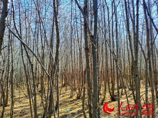 半个世纪征程 西藏隆子县筑起一条“绿色长城”