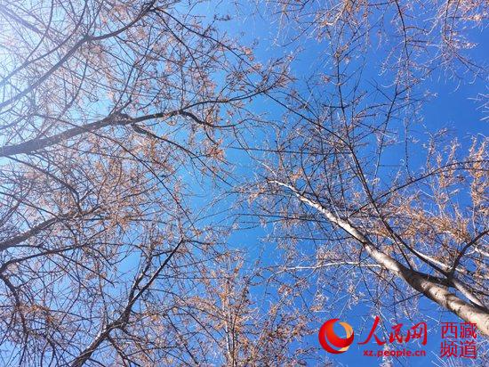 半个世纪征程 西藏隆子县筑起一条“绿色长城”