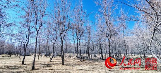 半个世纪征程 西藏隆子县筑起一条“绿色长城”