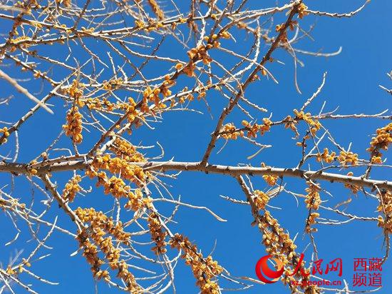 半个世纪征程 西藏隆子县筑起一条“绿色长城”